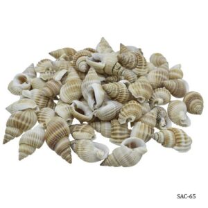 Shells Color Vali Kopparta 100gm SAC-65