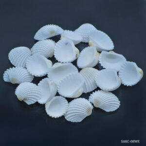 Shells kakinada Chippi 100gm SAKC-08WE