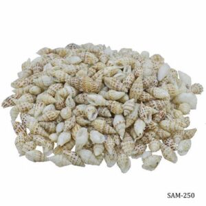 Shells Dori Sangv Mani 100gm SAM-250