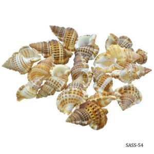 Shells Small Semam 50gm SASS-54