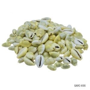 Shells Ordinary Cowdy Yellow Small 50gm SAYC-03S