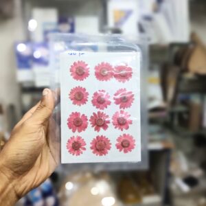 Pressed Flower Daisy Pink