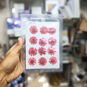 Pressed Flower Daisy Pink