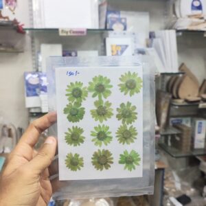 Pressed Flower Daisy Light Green