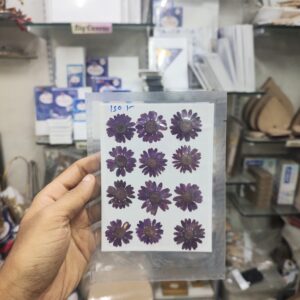 Pressed Flower Daisy Dark Purple