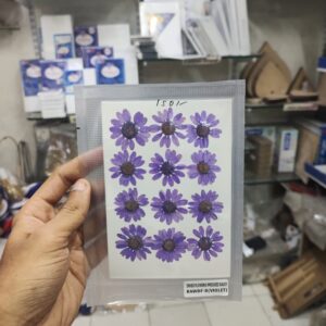 Pressed Flower Daisy Purple