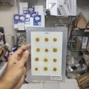 Pressed Flower Daisy White