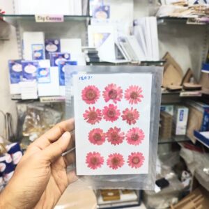 Pressed Flower Daisy Dark Pink