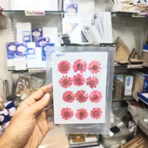 Pressed Flower Daisy Dark Pink