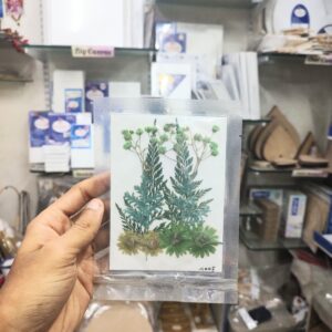 Pressed Flower Daisy Leaf Mix