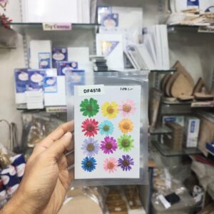 Pressed Flower Daisy Mix